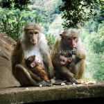 Monkey with their babies